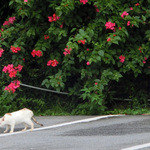 カフェくるくま - 