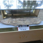 カフェくるくま - オーナーの趣味の博物館