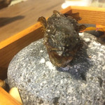 SHOKUDO YArn - ゴリ。石の上にも3年。