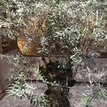 SHOKUDO YArn - オリーブの木。シンボルツリー。