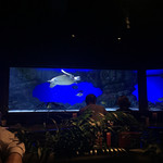 GRAND SHARK - 
