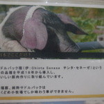 とんかつ 栄ちゃん - サドルバック説明①