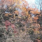 一休食堂 - 紅葉がきれいでした。