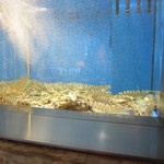 銀座 串かつ凡 - 水槽で元気に泳ぐ？天然車海老＆アワビ