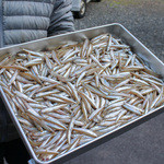 徳山鮓 - 本日の食材見せて頂けました☆