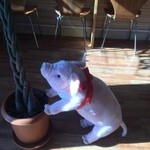 かつサンド工房 PANTON - この豚ちゃんは椅子で80キロまで耐えられるとの事(笑)【その他】 