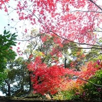 日本料理 みゆき - お庭の紅葉