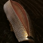 鮨 とかみ - 小鰭（コハダ）