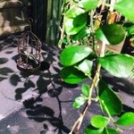 鳥かごの下には…