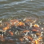 Honolulu Country Club - パンに群がる魚たち