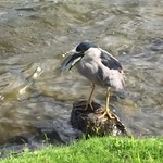 Honolulu Country Club - 弱肉強食