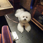 BANQUE - ご相伴には与れませんが・・