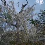 櫻月 - 満開の桜はいつもの倍のサイズで