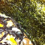 味処 むさし野 - 季節のご飯３００円、有明の海苔