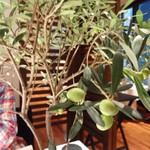 ピ・グレコ - オリーブの枝