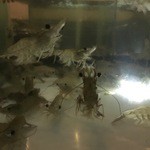 Oyster Bay Seafood Restaurant - 