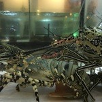 Oyster Bay Seafood Restaurant - 