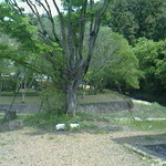 小来川 山帰来 - 横には清流