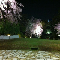Q.E.D.CLUB - 夜桜