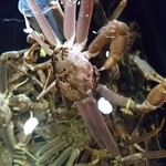 料理旅館 かねとも - いけす＠玄関