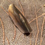 すし家 - H27.12 コハダ