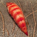 すし家 - H27.12 車海老