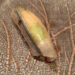 すし家 - H27.12 サヨリ 木の芽を忍ばせて