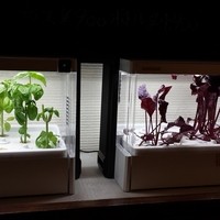 カロッツァ - 自家製安全ハーブ