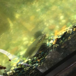 上村うなぎ屋 - うなちゃん発見♪