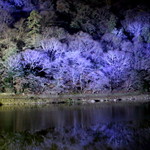 茶寮 八翠 - テラス席から。　嵐山