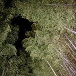 茶寮 八翠 - 夜の竹林