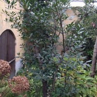 pantagruelico  - 
