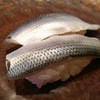 沼津魚がし鮨 流れ鮨 藤枝店