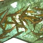 和食処 車や - 魚が泳いでいます