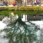 和食処 車や - 忍野八海を代表する湧池