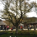 和食処 車や - 湧池の木