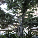 The veranda at The Beachhouse - 座らせていただいた席からは中庭の大きな木を眺める事が出来とても気持ちの良い朝食となりました。
      