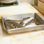 美かさ - ハゼは生きてます