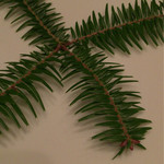 ロドラント ミノルナキジン - 