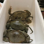 神保町 傳 - ドウマンガニ親子？