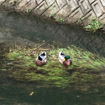 みつわ荘 - 散歩途中で発見！