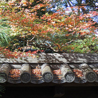 京都つゆしゃぶCHIRIRI 本店 - 瑞峯院の紅葉（２）