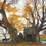 やなぎ亭 - 樹齢１０００年の木（お店の敷地内ではありません）