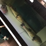 丸安 - ☆１匹４.５キロ超えの大物です☆