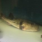 丸安 - ☆ぷりっとした河豚ですね☆