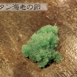 Sushidokoroatsuga - ボタン海老の卵