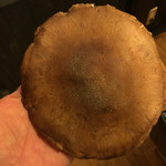 湯元館 - 手と比べてよ！