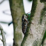 甘酒茶屋 - ひぐらしが鳴いています♪