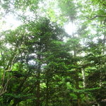 Mori no Naka no Choushoku to Cafe no Mise Cabot Cove