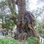 茶寮 報鼓 - パワースポット樹齢2千年の大楠